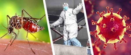 Защита от коронавируса: переносят ли COVID-19 комары
