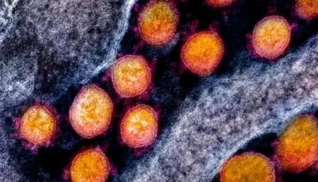 Откуда коронавирус: мнения экспертов